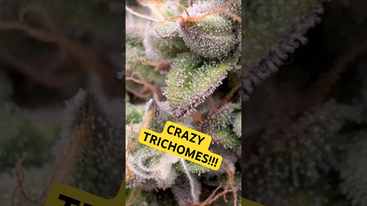 CRAZY TRICHOMES!!!