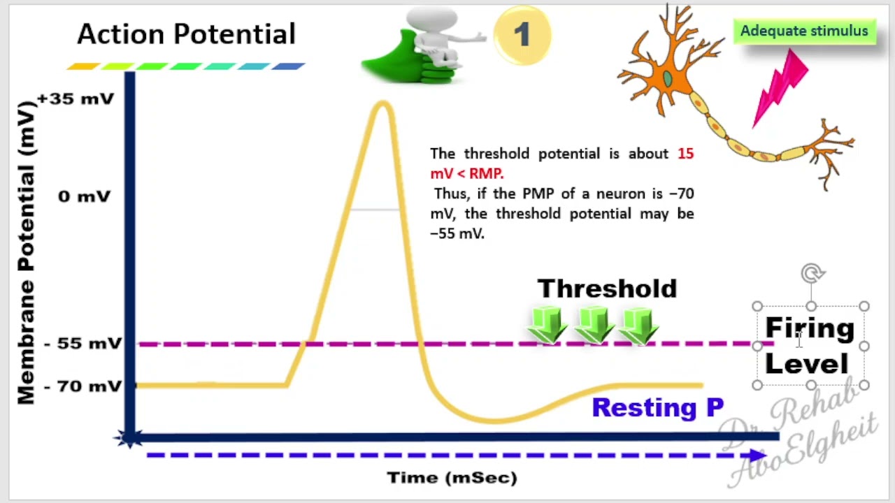 Action Potential Firing Level