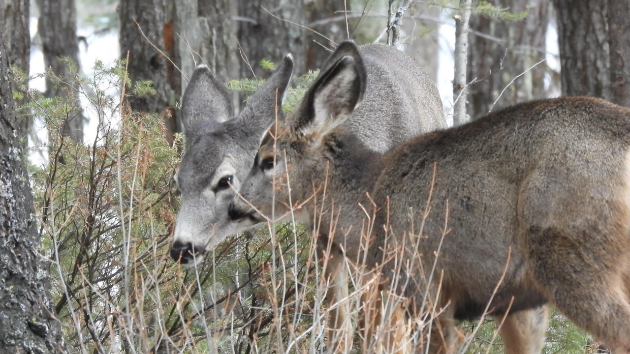 Wildlife Video #1 - Deer - Nikon Coolpix