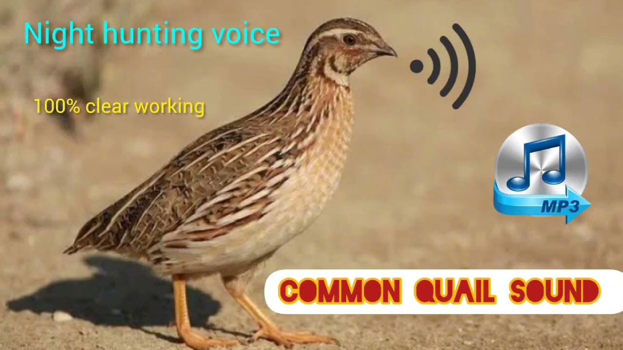 Common Quails Bird Sound | female batair ki awaaz |صوت السمان | Звук крика перепела | 100% working 