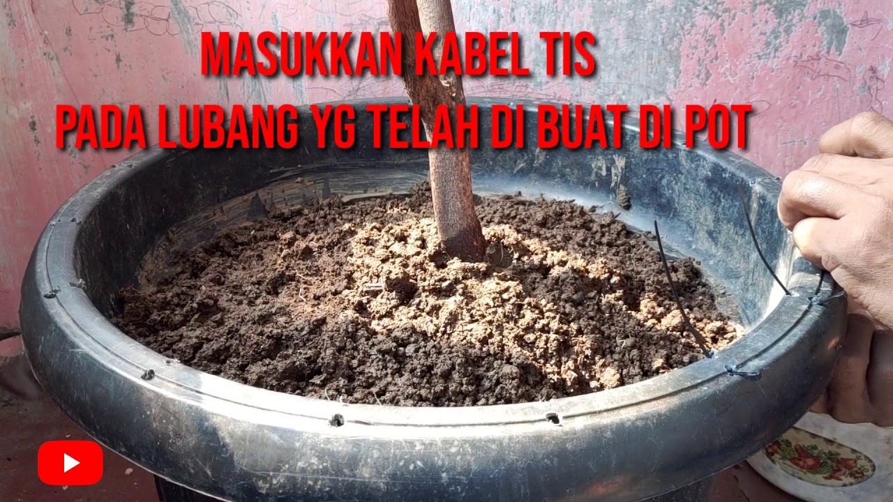Membuat sangkar Aviary dari tabulampot || Minimalis banget
