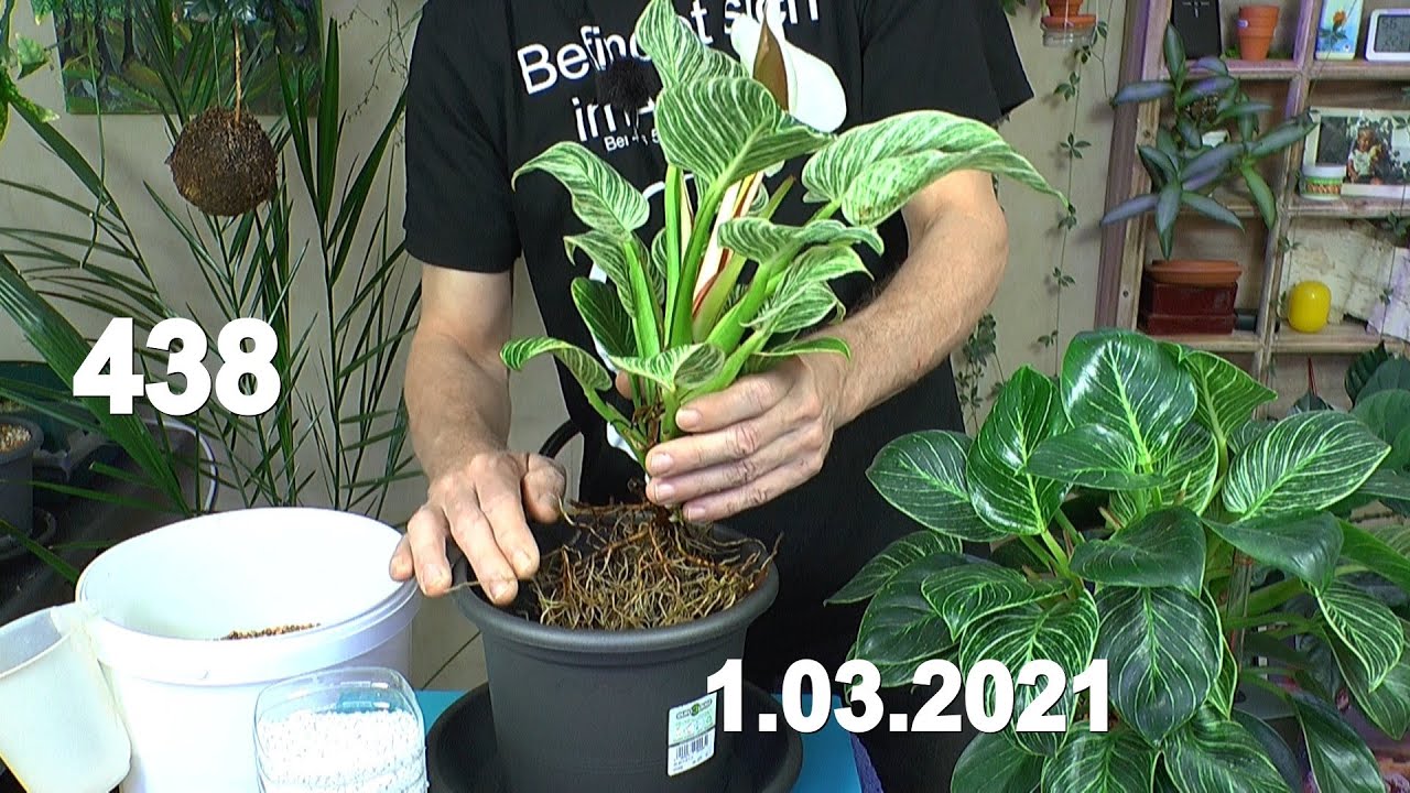 Philodendron Pflanzen umtopfen in mineralisches Substrat und Dschungel schneiden Pflanzen wachsen