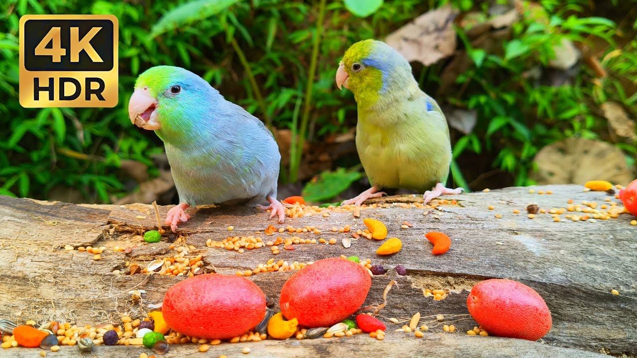 Parrotlet Feeding ASMR • Eating Colorful Fruits in Nature • 1 Hour Relaxing Sounds