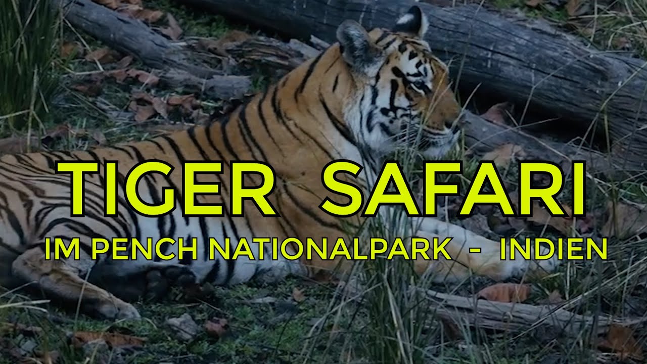 TIGER SAFARI in Indien - Pench National Park