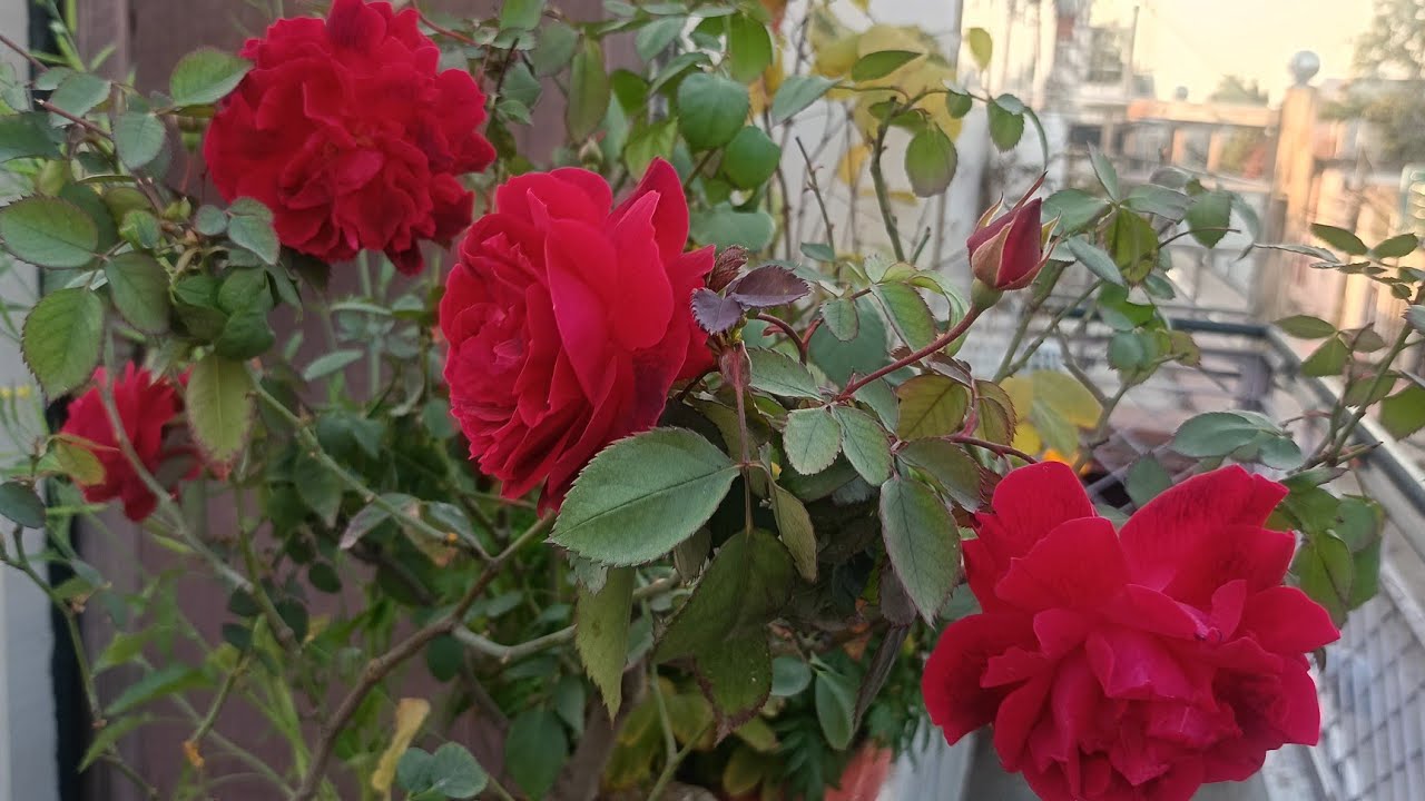गुलाब के पौधे की केयर टिप्स 🌹🌿🌹 rose plant care tips 🌿🌹🌿🌹