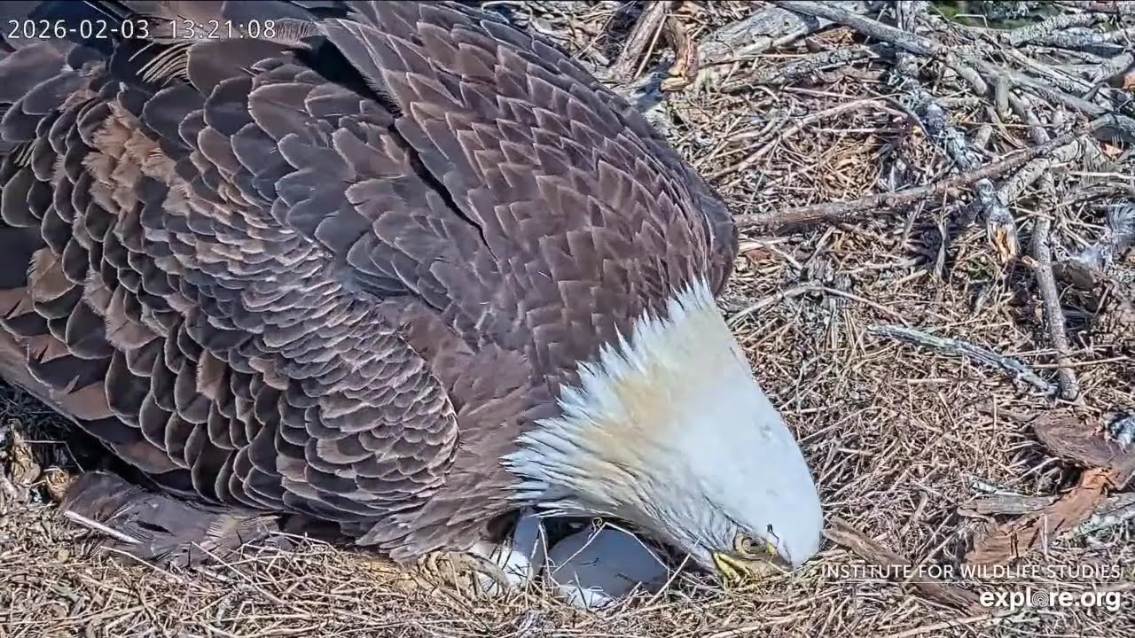 Congratulations, Audacity and Jak, on Egg #2!  (Cam Powered by Explore.org)