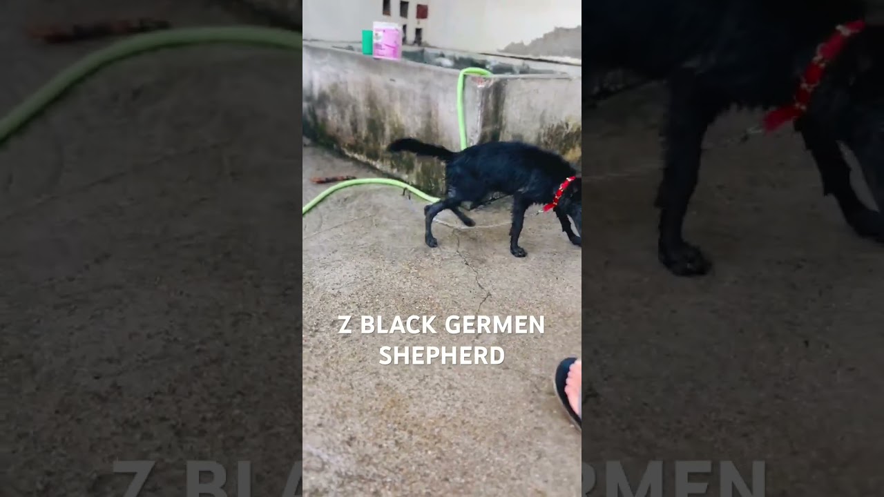#GermanShepherdIndia