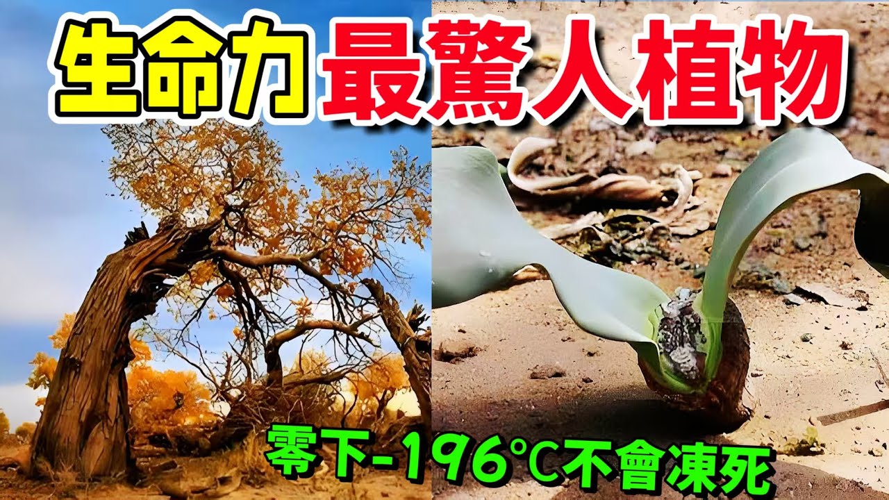 十種生命力驚人的植物，在零下-196°C液氮中冷凍30天仍能復活，柔弱的植物其实掌握著超越想像的生存密碼#植物 #生命力 #頑强 #top10 #科普 #長知識 #獵奇