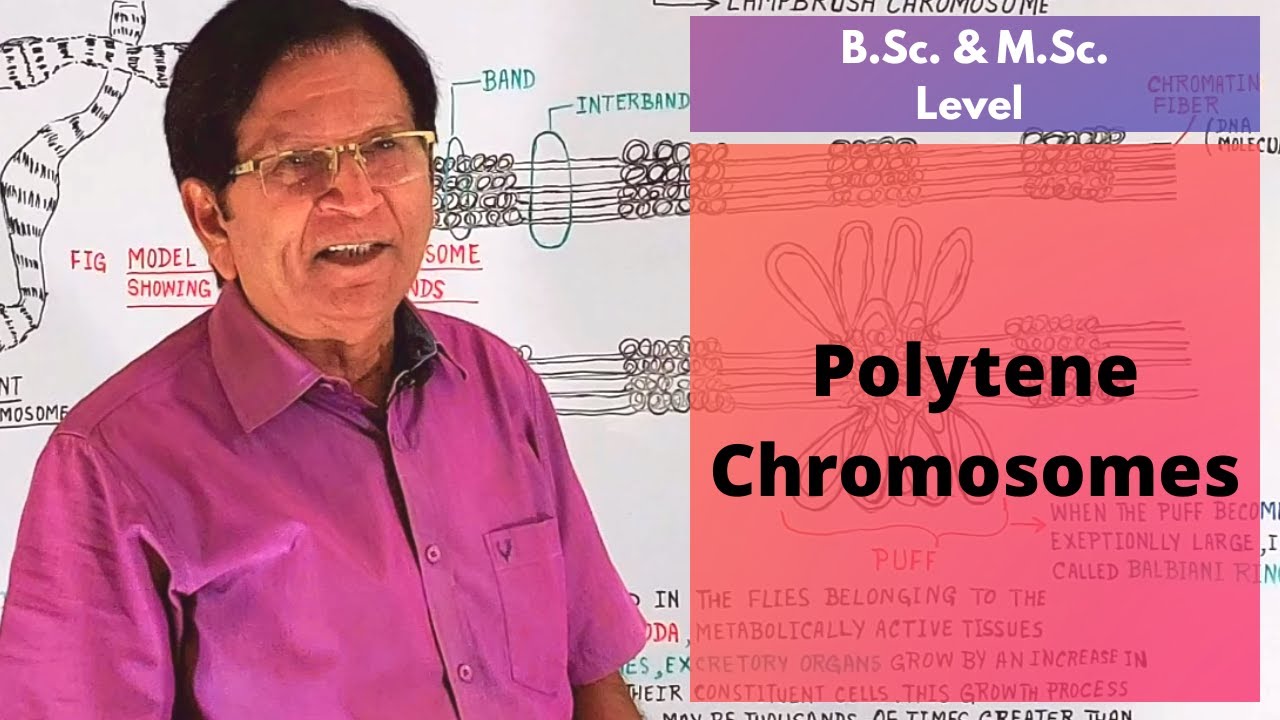 Polytene Chromosomes || Giant Chromosomes Part-1 || B.Sc. & M.Sc. Level