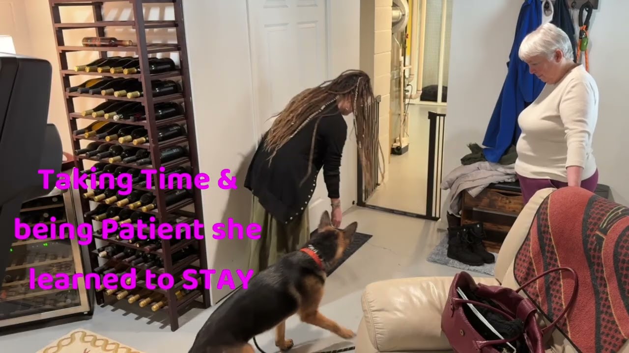Sheba's 2nd Training Session
