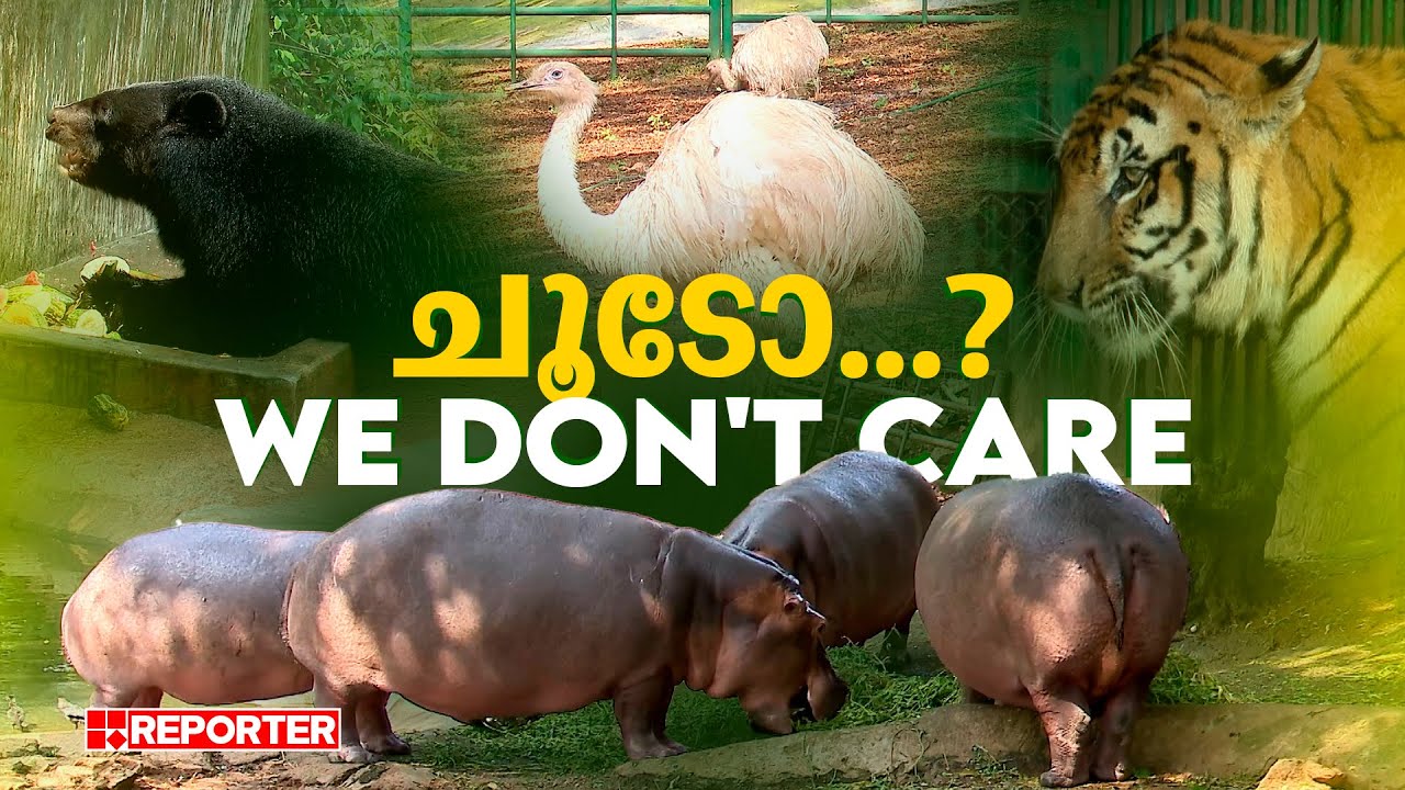 പുറത്ത് പൊള്ളുന്ന ചൂട്...പക്ഷെ ഇവിടെ ചിലരിത് അറിയുന്നേ ഇല്ല; മൃഗശാലയിലെ 'കൂൾ' കാഴ്ചകൾ