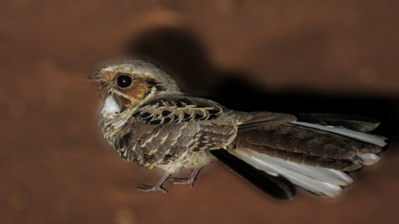 Pauraque in the middle of the road in Pantanal (Nyctidromus albicollis)