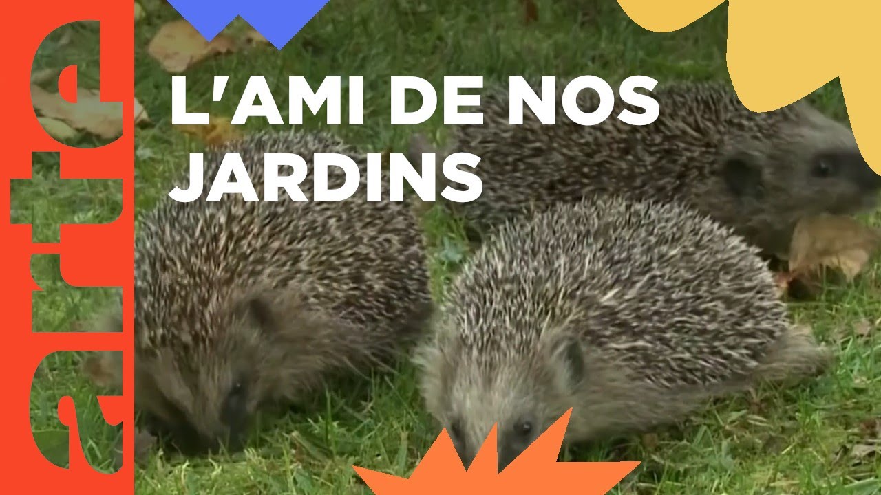 Dossier : le hérisson | ARTE Family