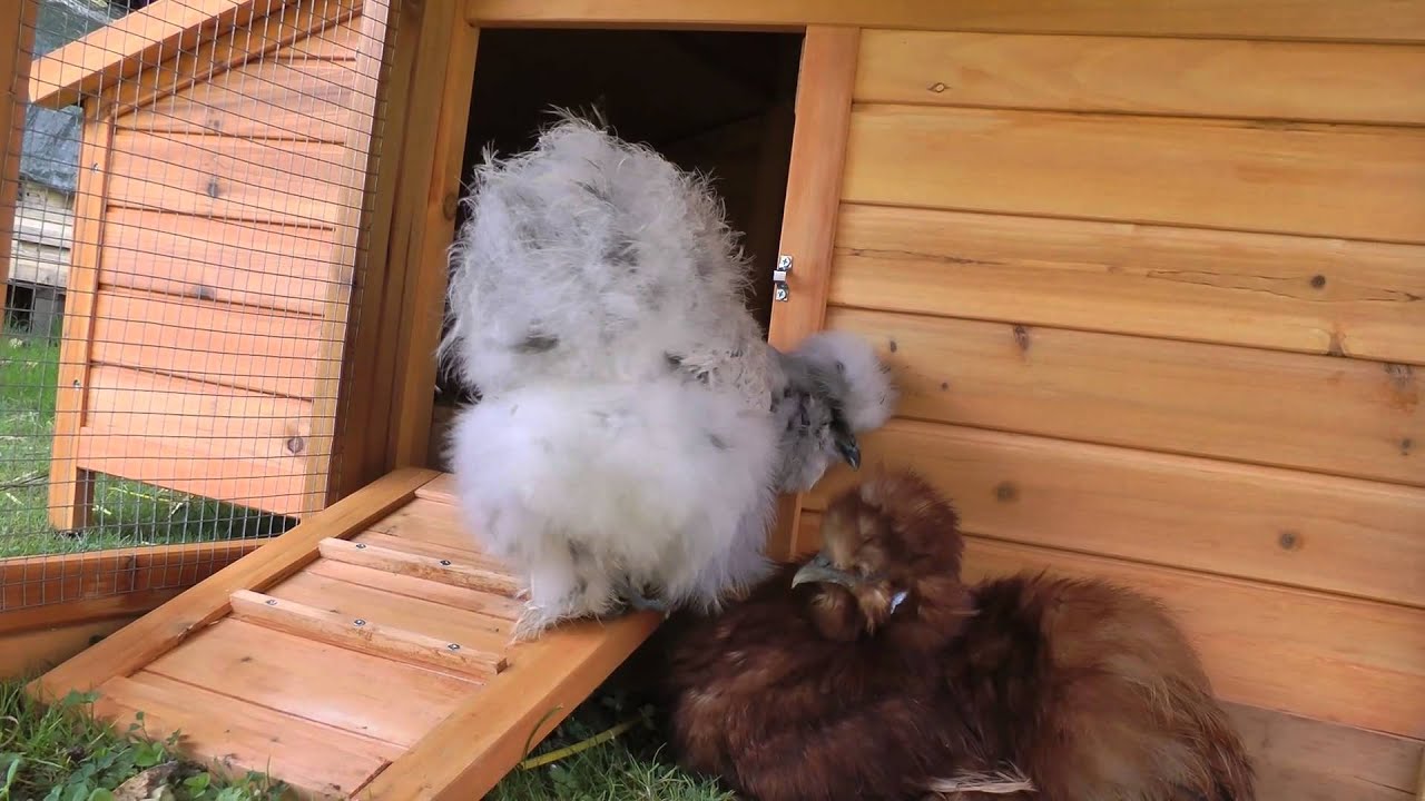 Bienvenue chez les ch'tites poules