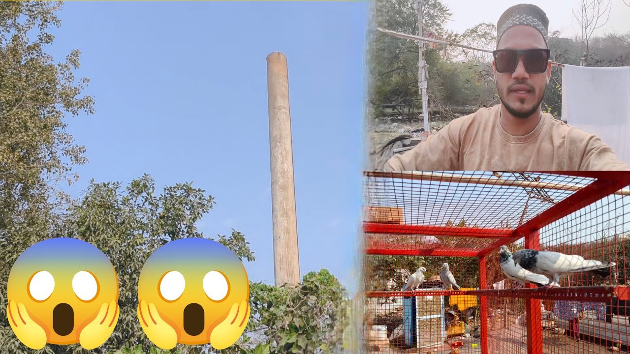 Aaj kabutar ki pahli udan 1:00 baje aaya kabootar 😱