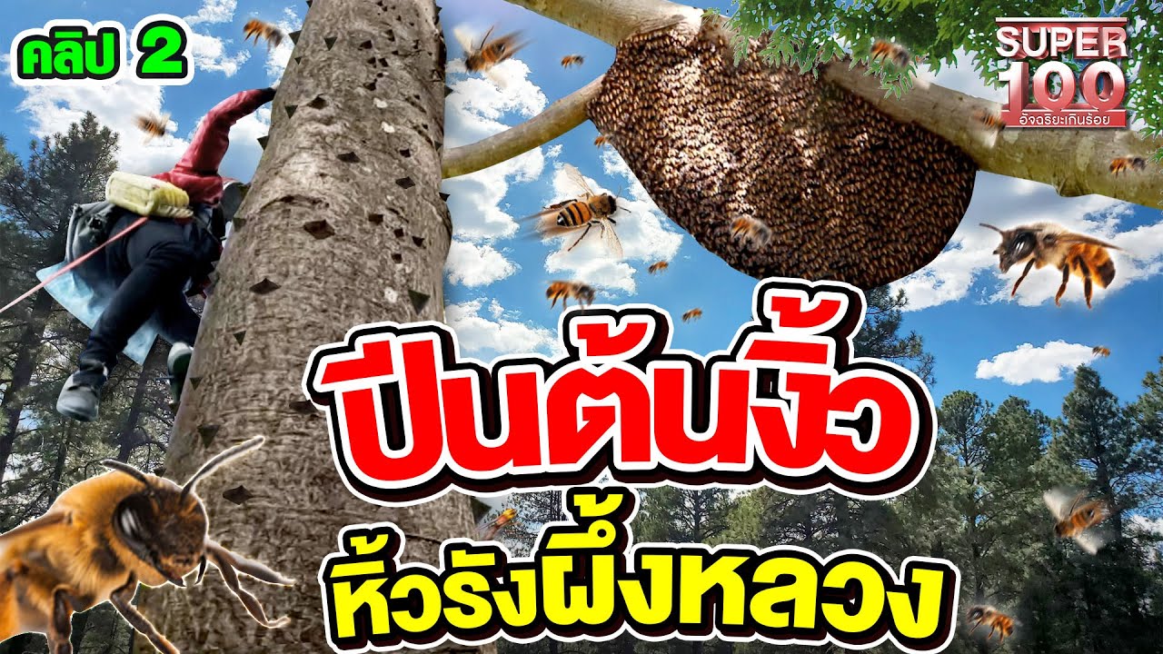 คลิปที่ 2 | ผึ้งหลวงนำทาง พรานหมึก ล่า ท้า พิษ ! เจอน้ำผึ้งบริสุทธิ์ 100 % | SUPER100