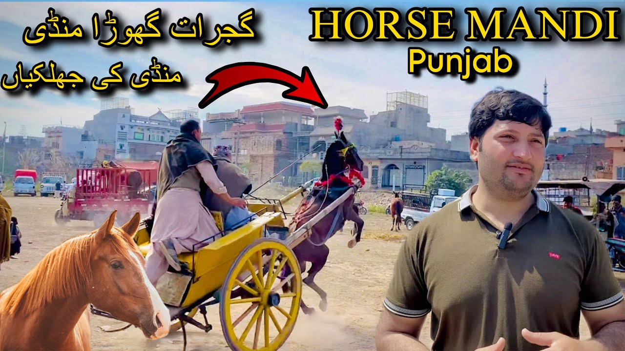 Horse Mandi In Pakistan | Horse Mandi Pakistan - Gujrat Ki Taaza Video | Horse Pakistan-Gujrat mandi