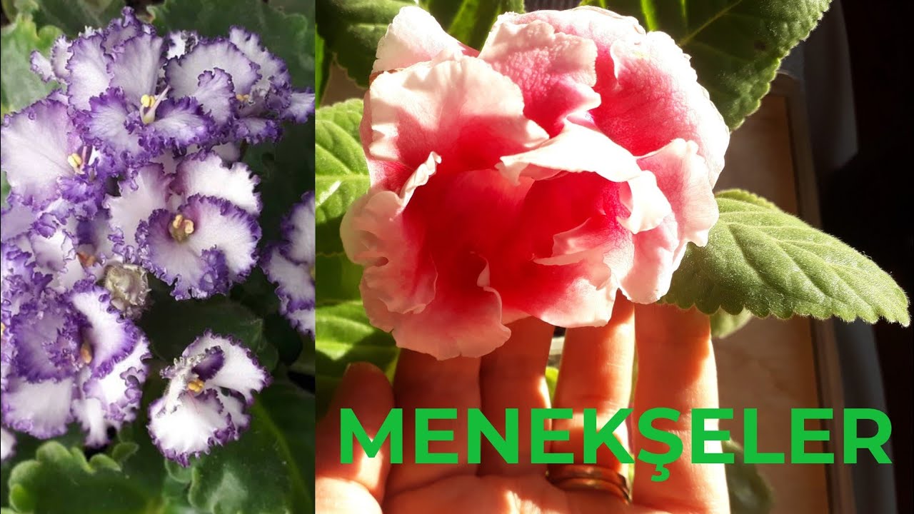 Bardak Menekşesi (Gloxinia),Afrika Menekşesi ,Gümüş Yaprak menekşe...