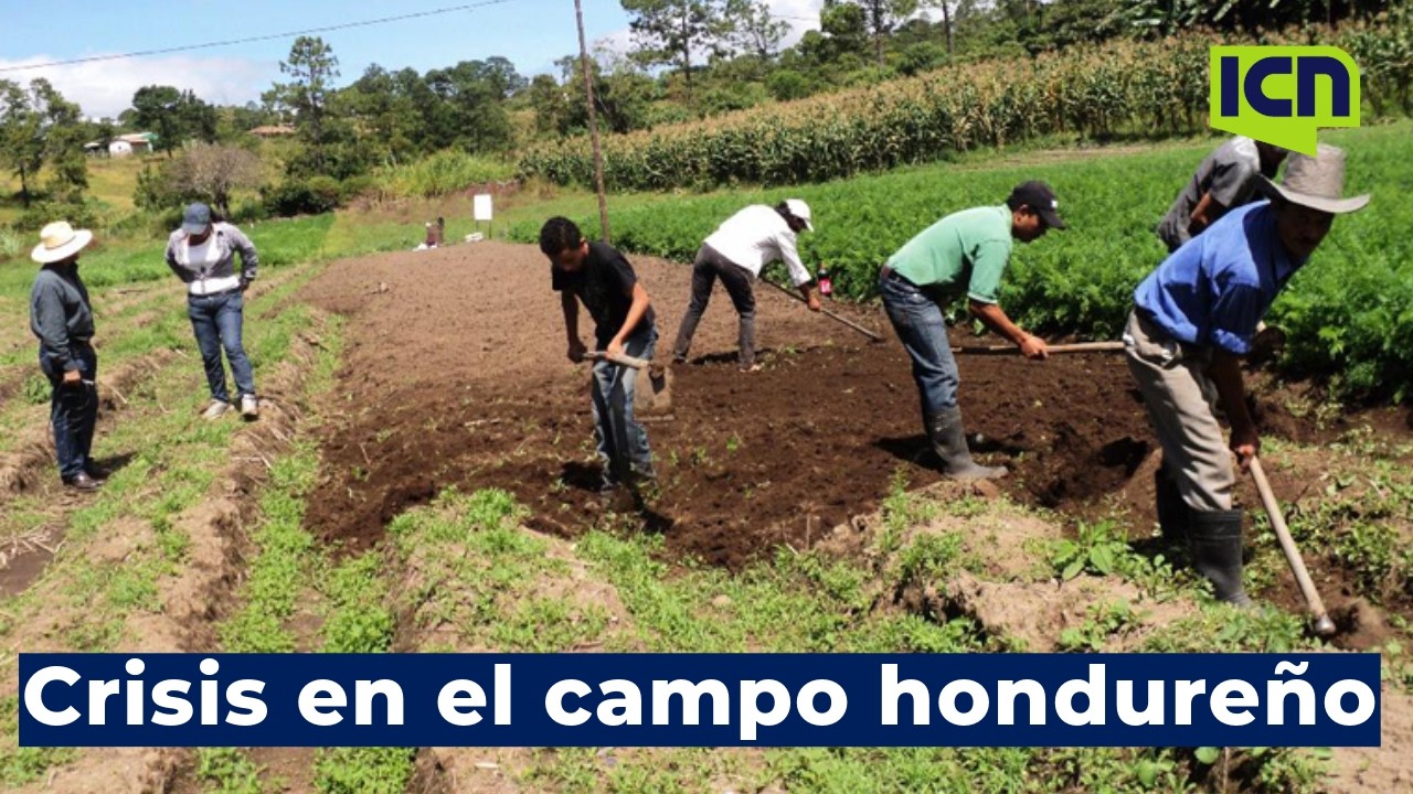 Agro hondureño bajo presión: sequía, tomas de tierra y falta de financiamiento