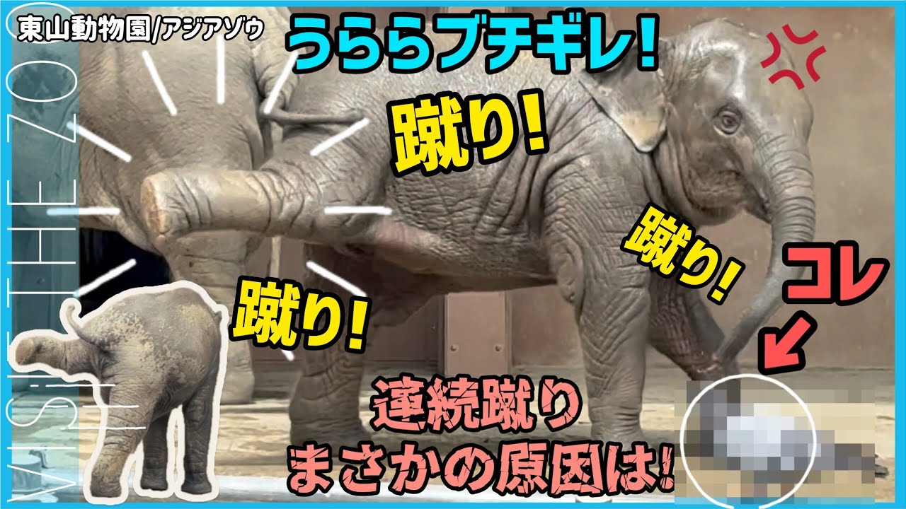 うららがブチギレた驚きの見物客は？怒りの連続蹴りに沸く観客 #東山動物園 # うらら #ゾウ