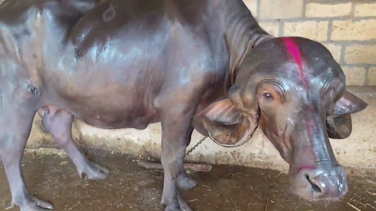 ભેંસ વેચવાની છે Buffalo for sale. 