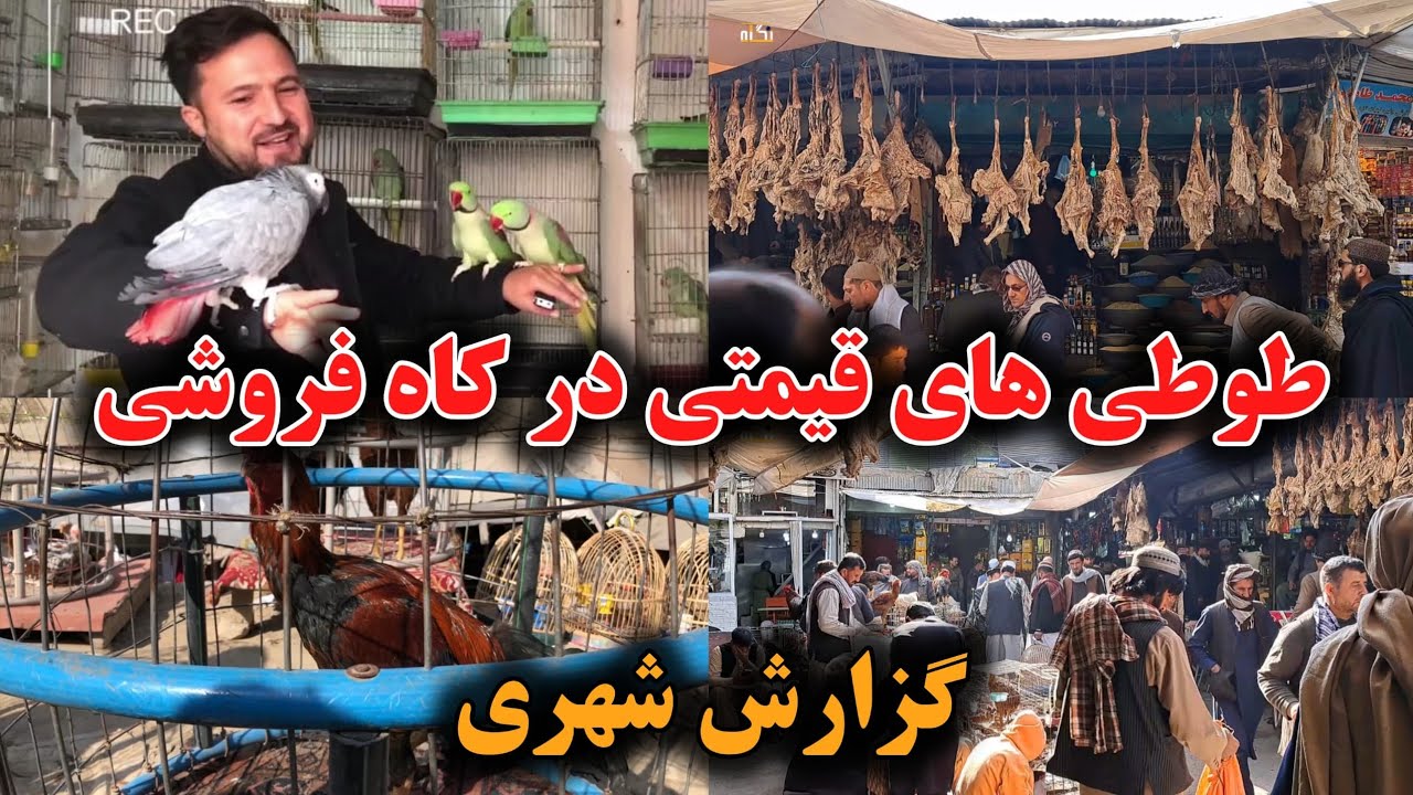 کابل قدیم | گزارش طوفان رهنورد از کوچه کاه فروشی و بازار پرنده های خانگی | قیمتی‌ترین طوطی و کنری؟