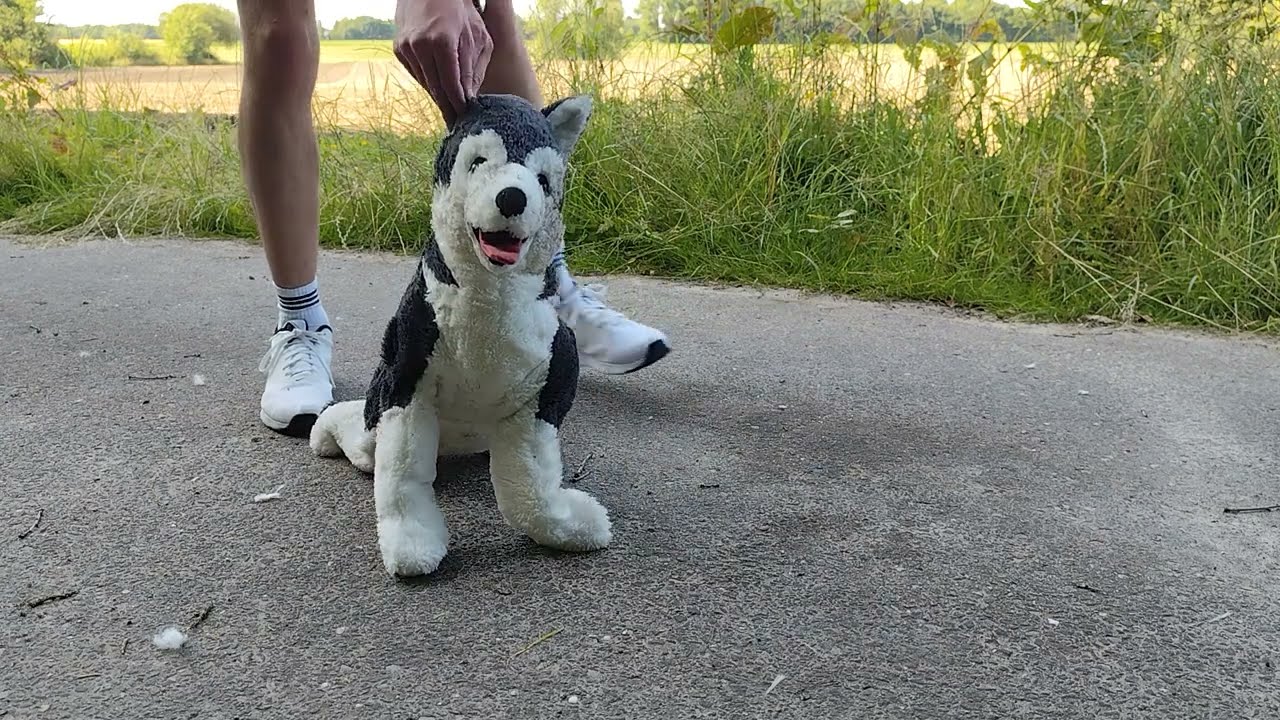 IKEA Plushie Husky Trample & Destruction &ndash; Soaked, Crushed, trampled & Ripped Apart! Teddy Trample