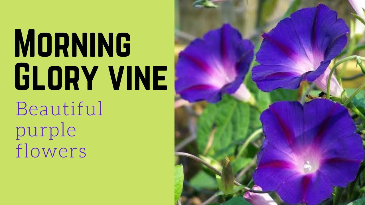 Morning Glory Vine Ipomoea purpurea Beautiful purple blue flowers attract butterflies hummingbirds