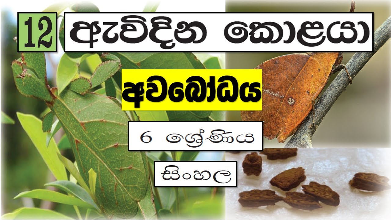Grade 6 සිංහල | 12 පාඩම - ඇවිදින කොළයා - අවබෝධය | Avidina Kolaya - Avabodaya