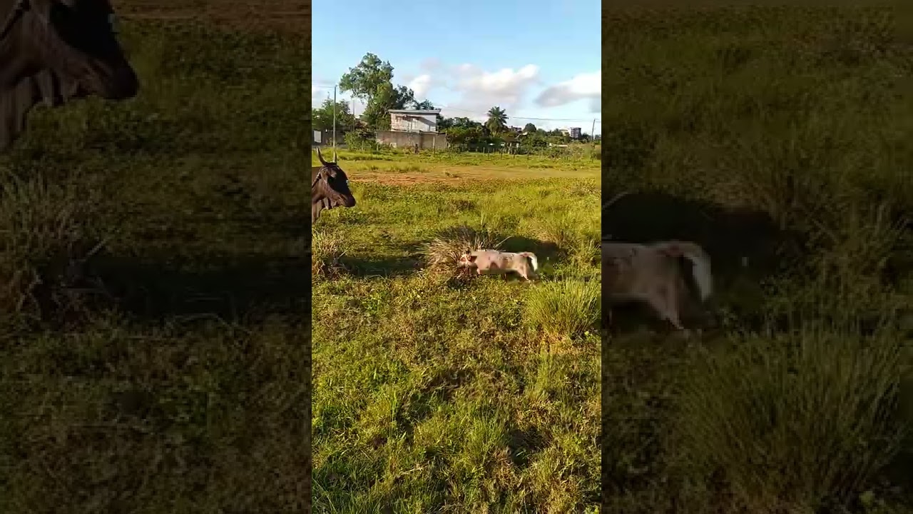 BLUE HEELER  (CAJU ) E RED HEELER (CANJICA) NA LIDA COM O GADO