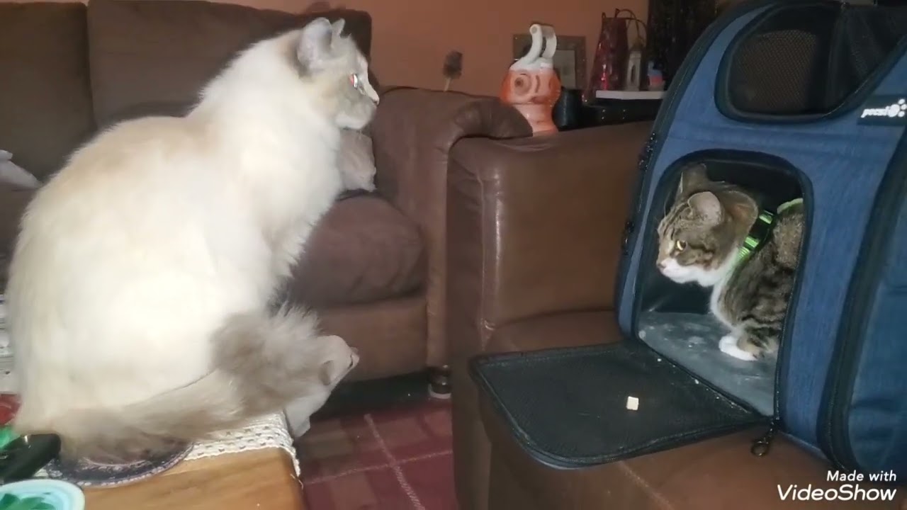 Ragdoll visit with Samiah