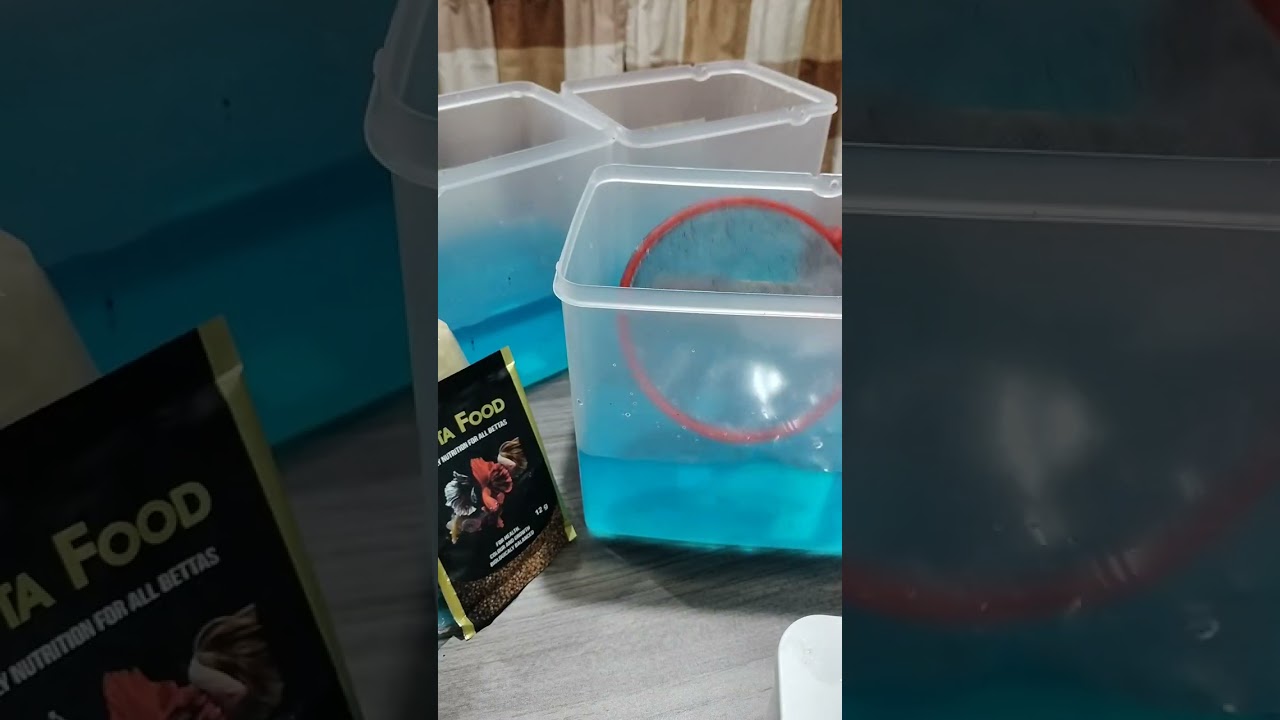 Betta Fish 🐟🐡🐠