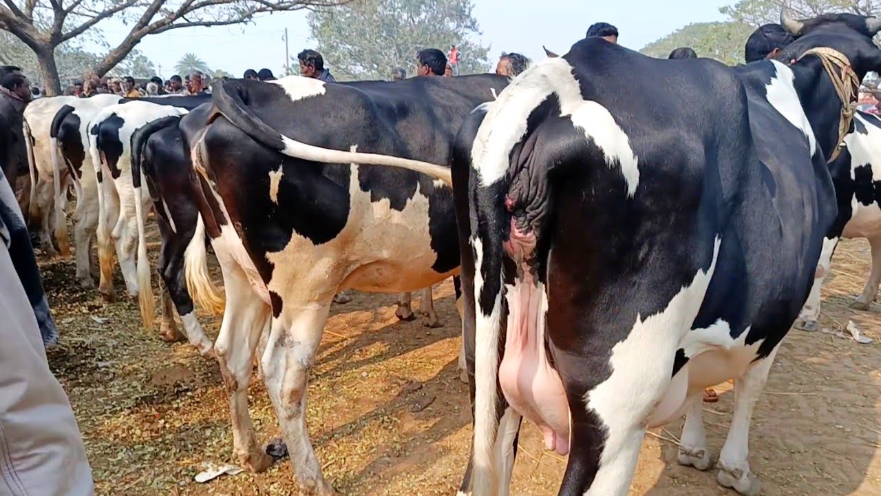২৫/০১/২০২৬/ সেরা মানের ফিজিয়ান প্রেগন্যান্ট গাভী গরুর দাম জানুন সোনাইচন্ডি গরুর হাটে #cow #cow_farm