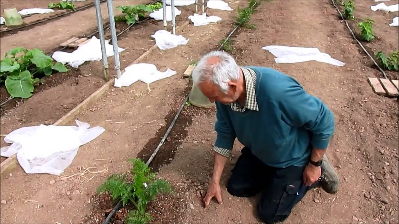 Giant carrot