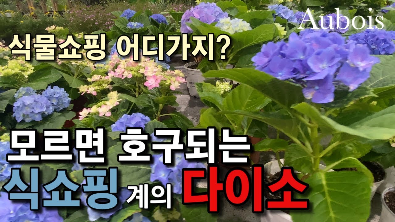 꽃쇼핑 식물쇼핑 초대형매장 한국화훼농협 싸게 사는 꿀팁!  다이소 가격에 백화점처럼 편하게 Feat 꽃시장