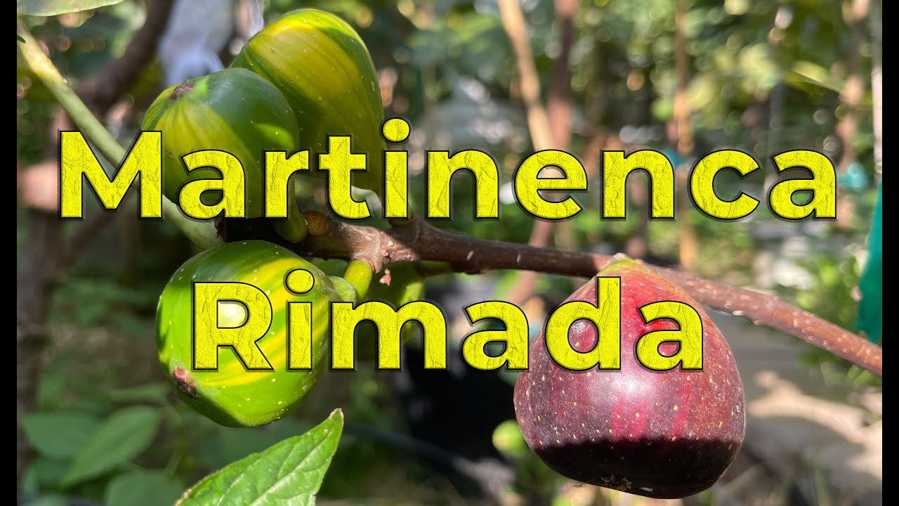 Fig Variety Review: Martinenca Rimada - A beautiful striped fig variety with a berry flavor