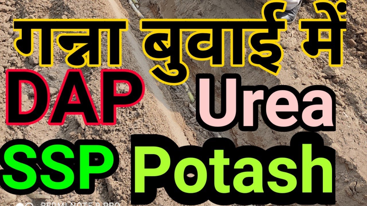 गन्ना बुवाई DAP|Urea|SSP|Potash|MOP|calcium nitrate| यूरिया|डाई| sugarcane production| kheti salah