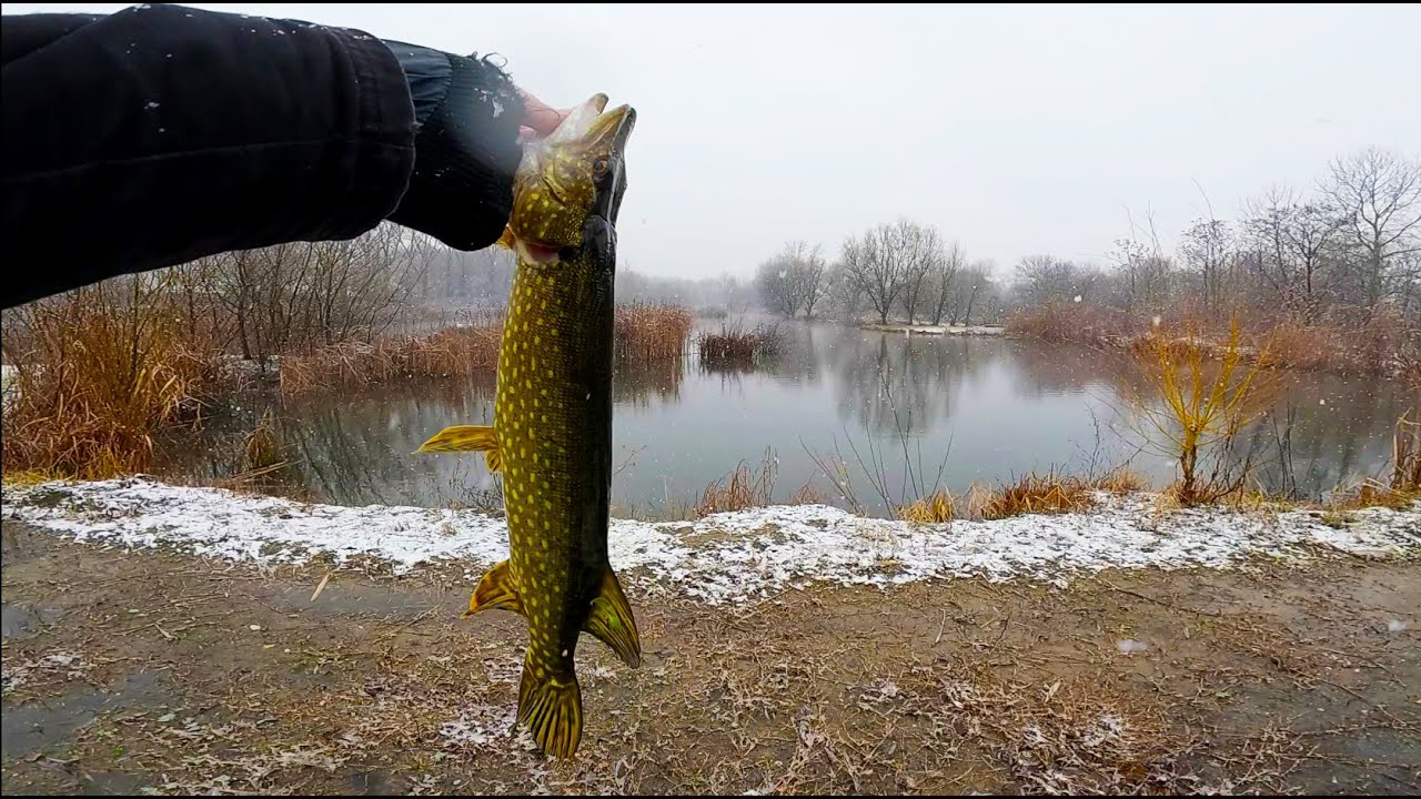 Zimsko pecanje stuke  - Winter Pike fishing