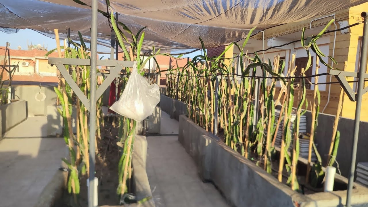 خطوات مشروع زراعة الدراجون فروت شغل 9 شهور في فيديو 8 دقائق اتمنالك مشاهدة ممتعة 