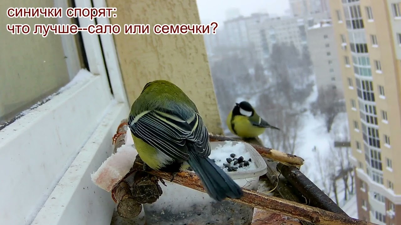 кормушка 13эт. новости 22 февраля