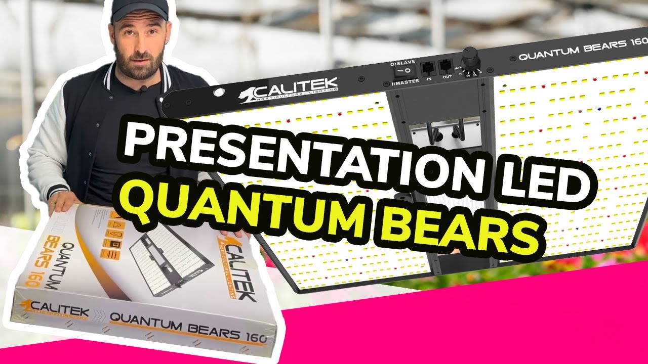 Unboxing et Analyse : LED Quantum Bears de Calitek