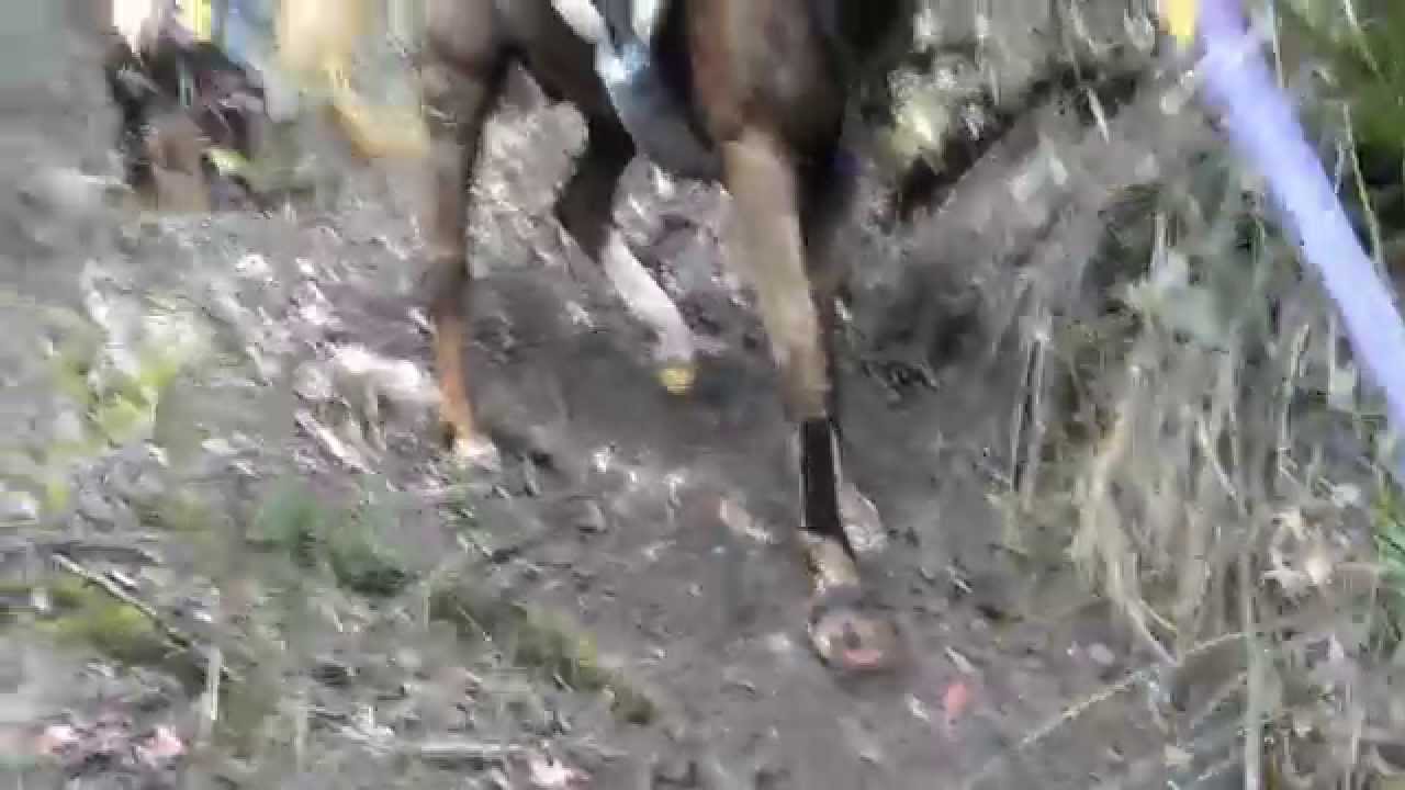 Shahzada 400km 2015 - 