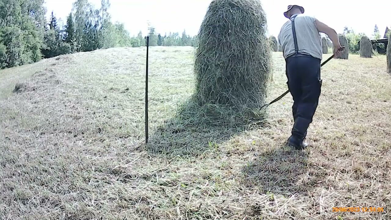Heinän seivästys,ukkos kuurojen välissä.