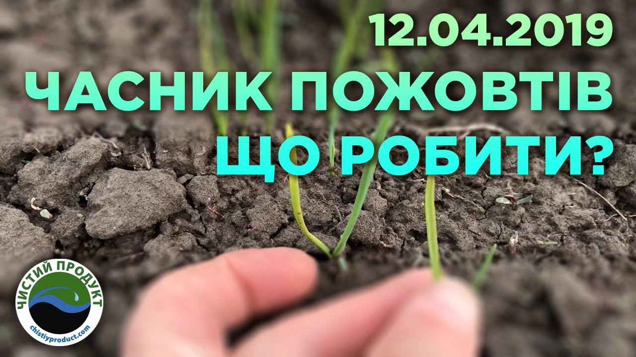 АРХІВ. Часник у квітні: боротьба з бур’янами, досвід використання гербіцидів та антистрес для рослин