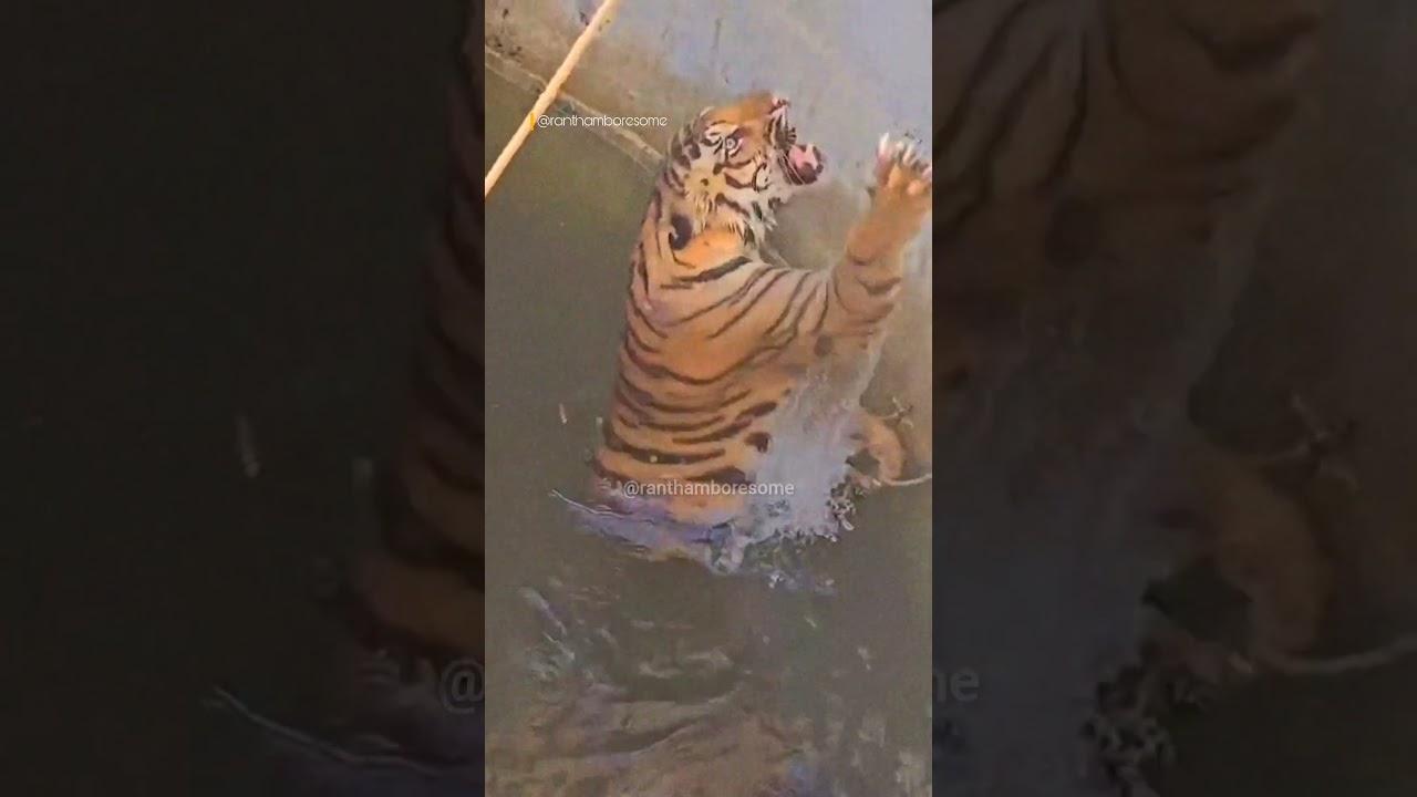 Tiger Rescue 🛟🛟