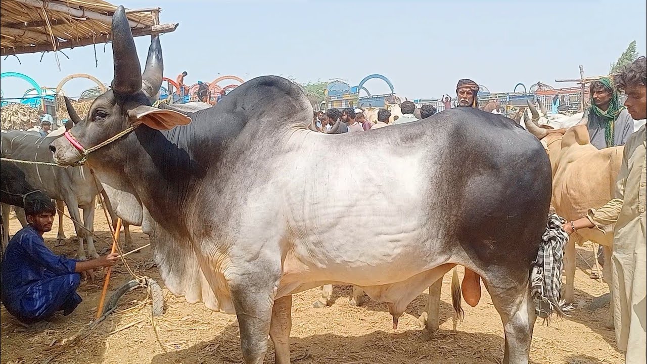 kankrej king bull | Talhar Mandi update | Qurbani 2025 | 6 July 2024