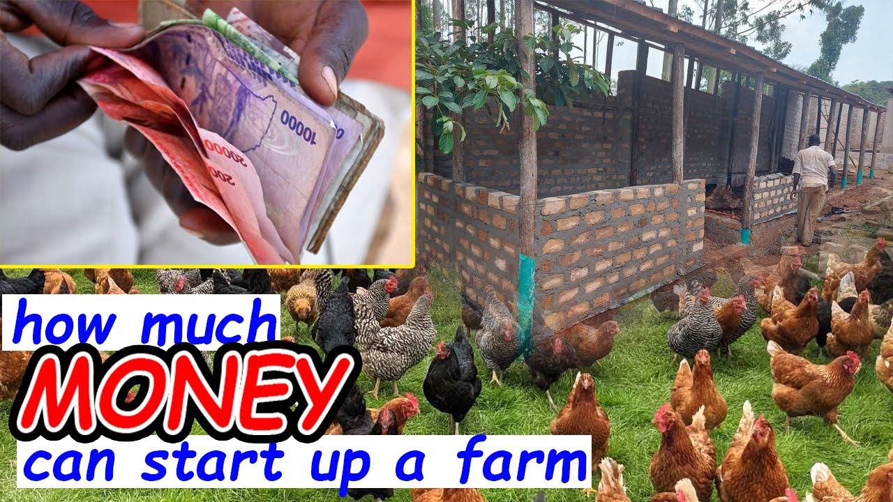 How much MONEY can i start up a poultry farm?