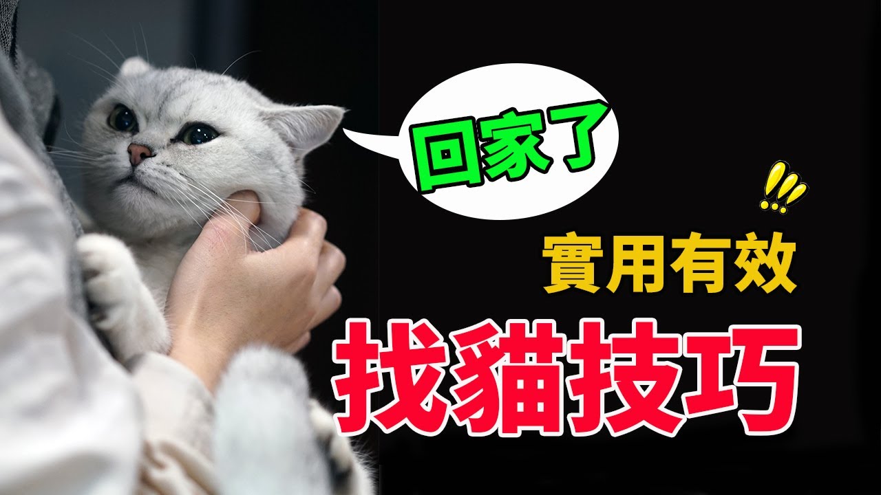 貓走丟了不要慌，超全超實用的找貓技巧，親測有效！【養貓必看EP3】