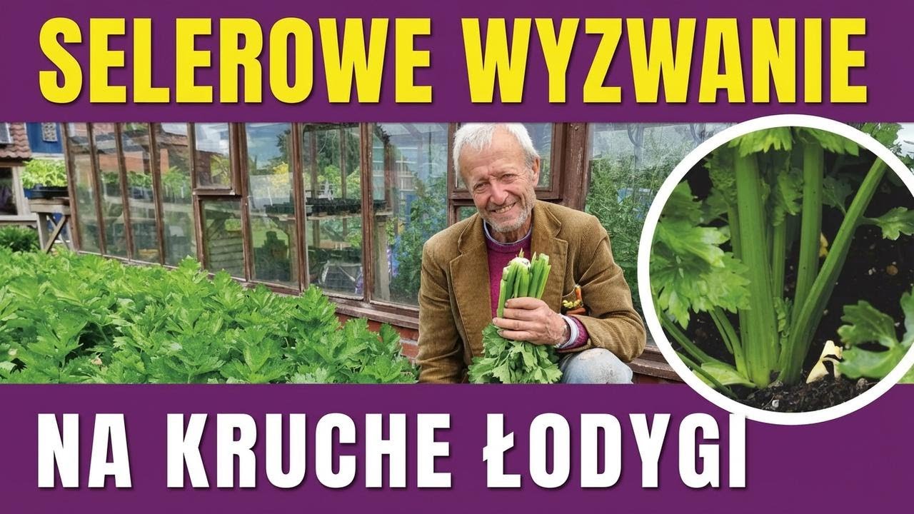 Jak uprawiać delikatny seler: podlewanie, bielenie i metoda bez przekopywania