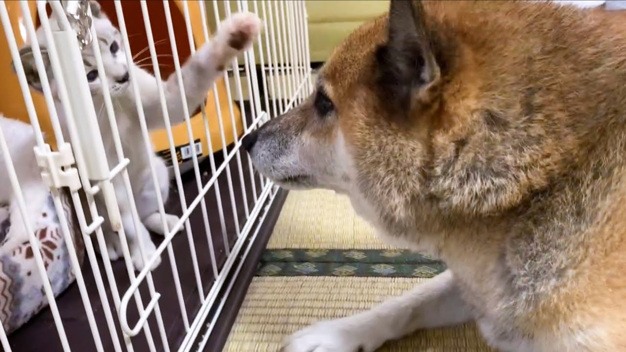 保護子猫リノ♥先住猫とのご対面に心配で仕方がない柴犬